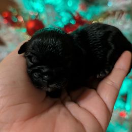 Paige - Black female Shih Tzu puppy in Claxton, Georgia from Small Pawz Shih tzu
