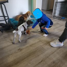 German Shorthaired Pointer Puppies from Stoney Fork German Shorthaired Pointers