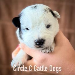 Boy 2 - Blue male Australian Cattle Dog puppy in Blackfoot, Idaho from Circle C Australian Cattle Dogs