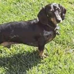 Cole - Dachshund
