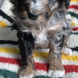 Aussiedoodle and Australian Shepherd Puppies from Homestead Aussies & Doodles