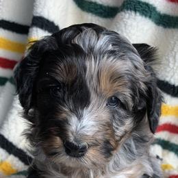 Aussiedoodle and Australian Shepherd Puppies from Homestead Aussies & Doodles