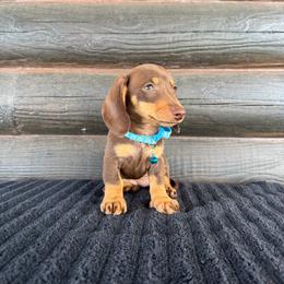 Daisy - Chocolate and tan female Dachshund puppy in Rising Star, Texas from BEAW Doxies