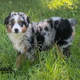 Lily - Blue merle female Toy Australian Shepherd puppy in Lumberton, Mississippi from Talowah Aussies