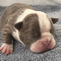 Boy 2 - Lilac male Boston Terrier puppy in Coopertown, Tennessee from Toon’s Boston Terriers