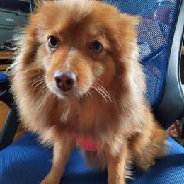 Pumpkin - Pomeranian