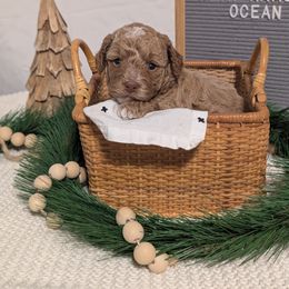 Ocean - Buff and white female Cockapoo puppy in York, Pennsylvania from Emily's Cockapoos