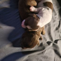 Dachshund Puppies from Harlee's Dachshunds