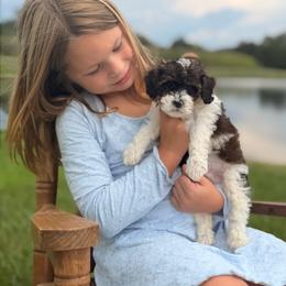 Cedar - Tri-color male Cavapoo puppy in Somerset, Kentucky from Hilltop Doodles KY LLC