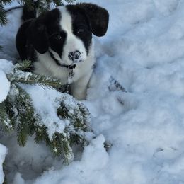 Mr Black - Brindle and white male Cardigan Welsh Corgi puppy in Livermore, Colorado from Rowe Family