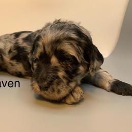 Raven - Merle female Goldendoodle puppy in New Ringgold, Pennsylvania from Hawk Mountain Doodles