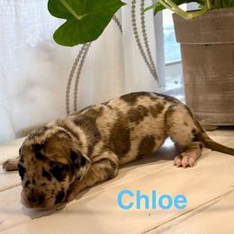 Chloe - Merle female Great Dane puppy in Aldie, Virginia from High Point Mountain Danes
