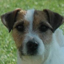 Emmy - Jack Russell Terrier