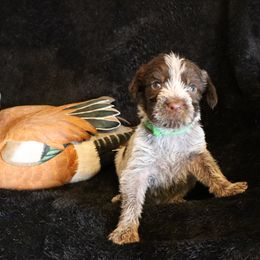 Boy 3 - Brown and gray male Wirehaired Pointing Griffon puppy in Afton, Wisconsin from Daehler's Wirehaired Pointing Griffons