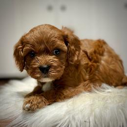 Sol - Red male Cavapoo puppy in Palm Beach County, Florida from Benji’s Cockapoos