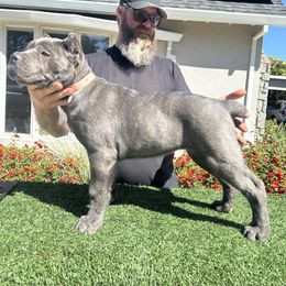 Pink - Gray brindle female Cane Corso puppy in Morgan Hill, California from Corso Empire