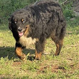 Wheeler - Australian Shepherd