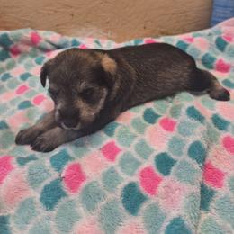 Tango - Salt and pepper male Miniature Schnauzer puppy in Warrenville, South Carolina from All Paws Pet Resort
