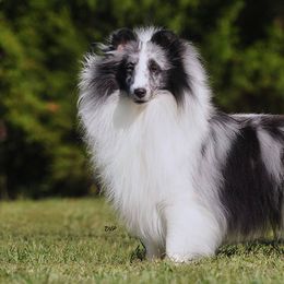 Shetland Sheepdogs from Shadow Hill South Shetland Sheepdogs