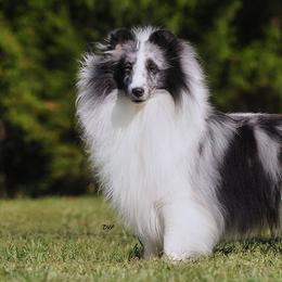 Shetland Sheepdogs from Shadow Hill South Shetland Sheepdogs
