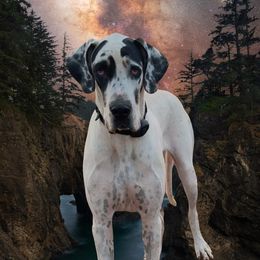 Spotticus - Great Dane