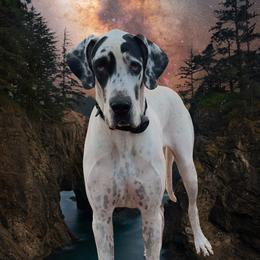 Spotticus - Great Dane