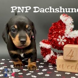Miss Juliette - Black and tan female Dachshund puppy in Ben Wheeler, Texas from P&P Dachshunds