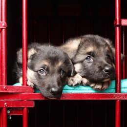 German Shepherd Puppies from Westbound German Shepherds