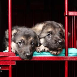 German Shepherd Puppies from Westbound German Shepherds