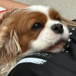 Lockwood's Southern Belle (aka: Belle) - Blenheim female Cavalier King Charles Spaniel puppy in Maynardville, Tennessee from Lockwood Cavaliers