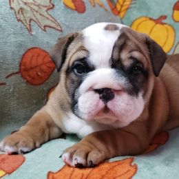 Bulldog Puppies from Illinois Bullies Kennel
