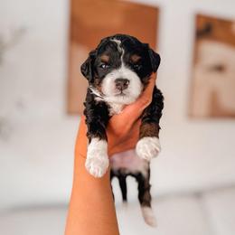 Clara - Tri-color female Bernedoodle puppy in Cold Spring, Minnesota from A.N.A. Doodles