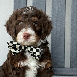 Drew - Brown male Bernedoodle puppy in California from Cam’s Doodlez
