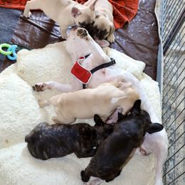 French Bulldog Puppies from Camp Fine Frenchies