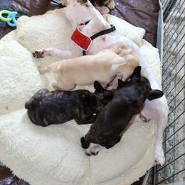 French Bulldog Puppies from Camp Fine Frenchies