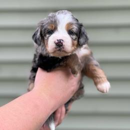 Star - Blue merle female Aussiedoodle puppy in Omro, Wisconsin from Crystal Ridge Doodles