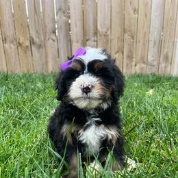 Birdo-Purple - Tri-color female Bernedoodle puppy in Casper, Wyoming from 307 Doodles
