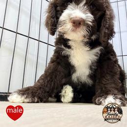 Mr Red - Liver and white male Springerdoodle puppy in Kendall, New York from Family Raised Doodles