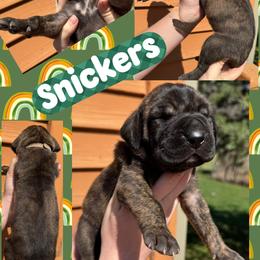 Snickers - Brindle female Great Dane puppy in Wellsville, New York from Prophecy Danes