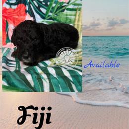 Fiji - Tri-color male Bernedoodle puppy in Godwin, North Carolina from Farm Sweet Farm Doodles