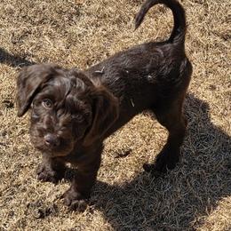 Orange Boy - Chocolate male Australian Labradoodle puppy in West Union, South Carolina from Golden Corner Labradoodles, LLC