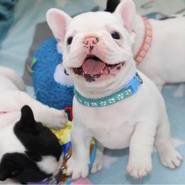 French Bulldog Puppies from SnortVille Bullies