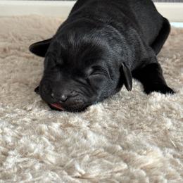 Kai - Black male Labrador Retriever puppy in Richfield, Utah from Stormy River Retrievers