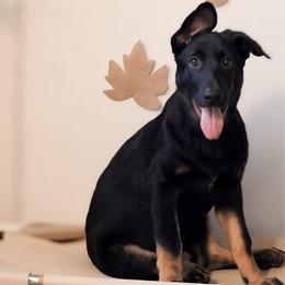 Adelaide - Black and cream female German Shepherd puppy in De Land, Florida from 3B’s Animal Artistry