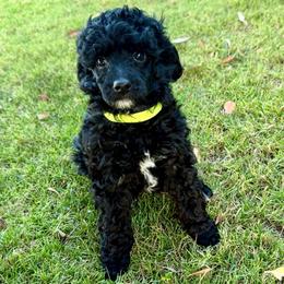 Carney - Black male Poodle puppy in Bakersfield, California from Jewells Poodles