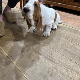 Basset Hound Puppies from Hill Top Basset Hounds & Great Pyrenees