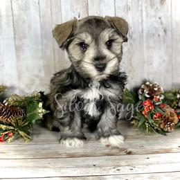 Miniature Schnauzer Puppies from Silver Sage Schnauzers