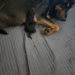 Bloodhound Puppies from Diamond Bloodhound Kennels