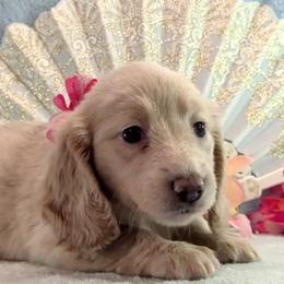 Girl 2 - Wheaten female Dachshund puppy in Mt. Sterling, Illinois from Doxie Do's