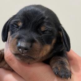 Monza - Black and tan female Dachshund puppy in Crystal, Michigan from Mare-Bella Smoothcoat Edition